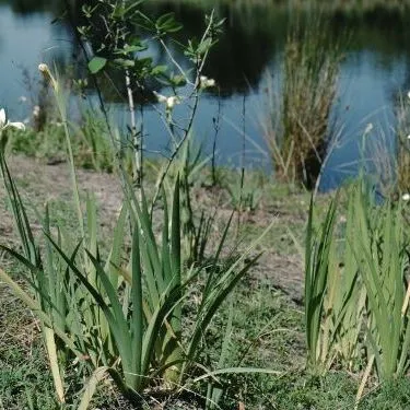 thumbnail for publication: Iris Fulva 'Louisiana Hybrids' Louisiana Iris
